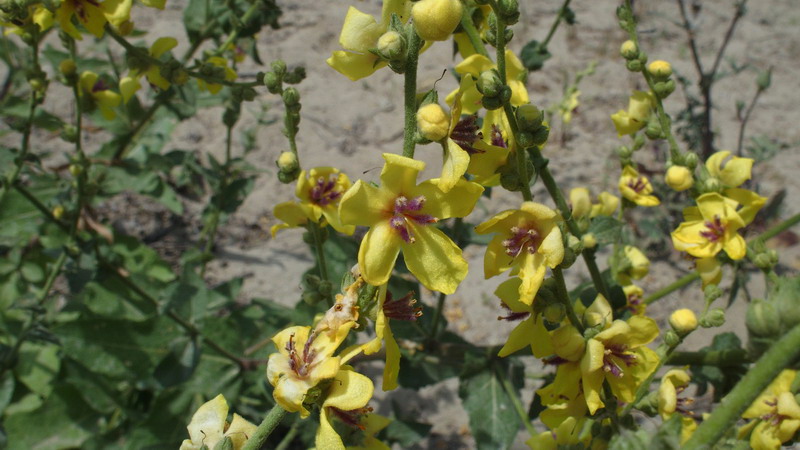 Sulle dune - Verbascum sinuatum